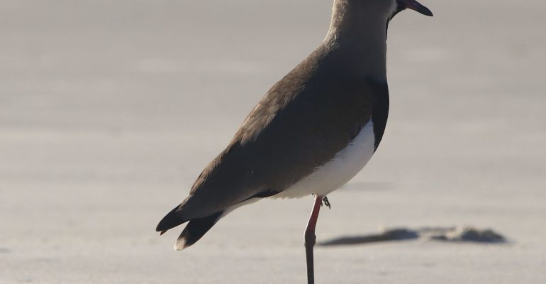 Arzuladığın Yaşama Ulaşmak İçin - 1